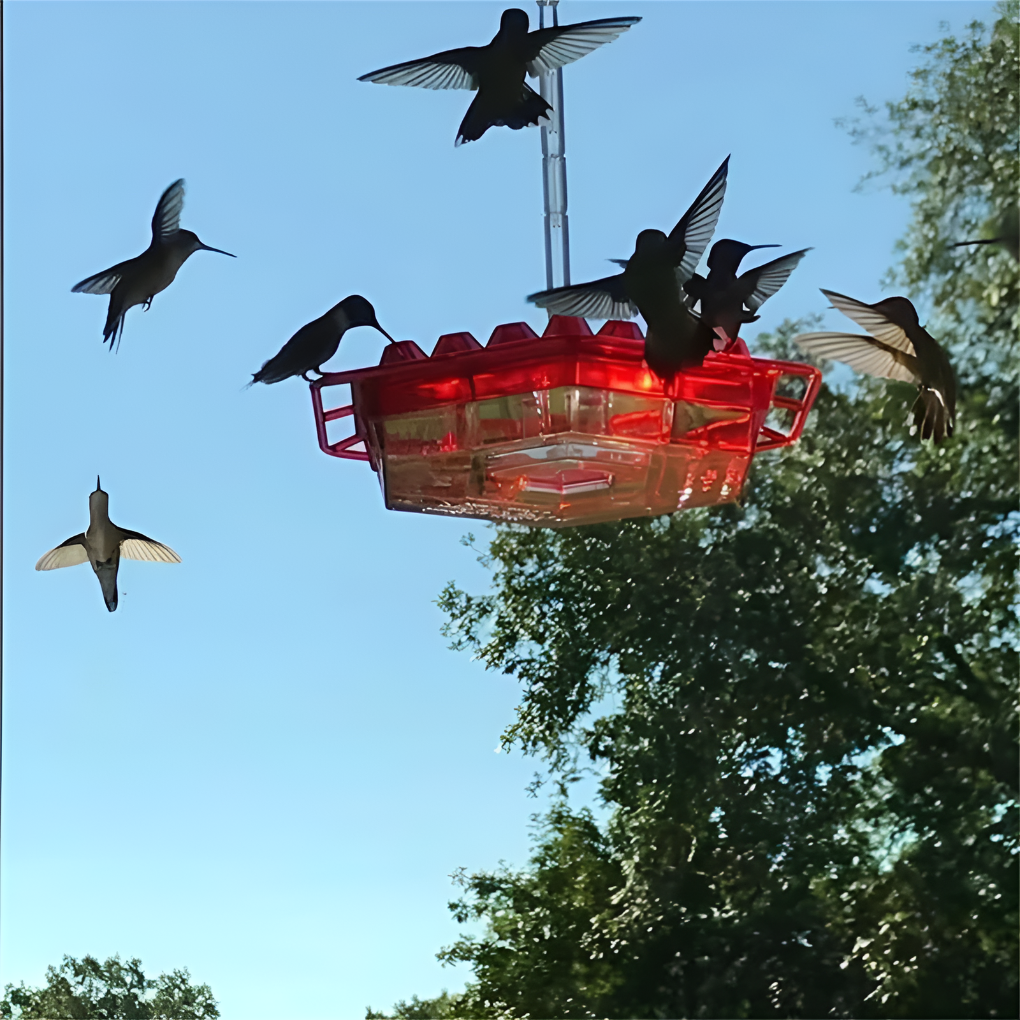 Alimentation Colibri Anti-fourmis