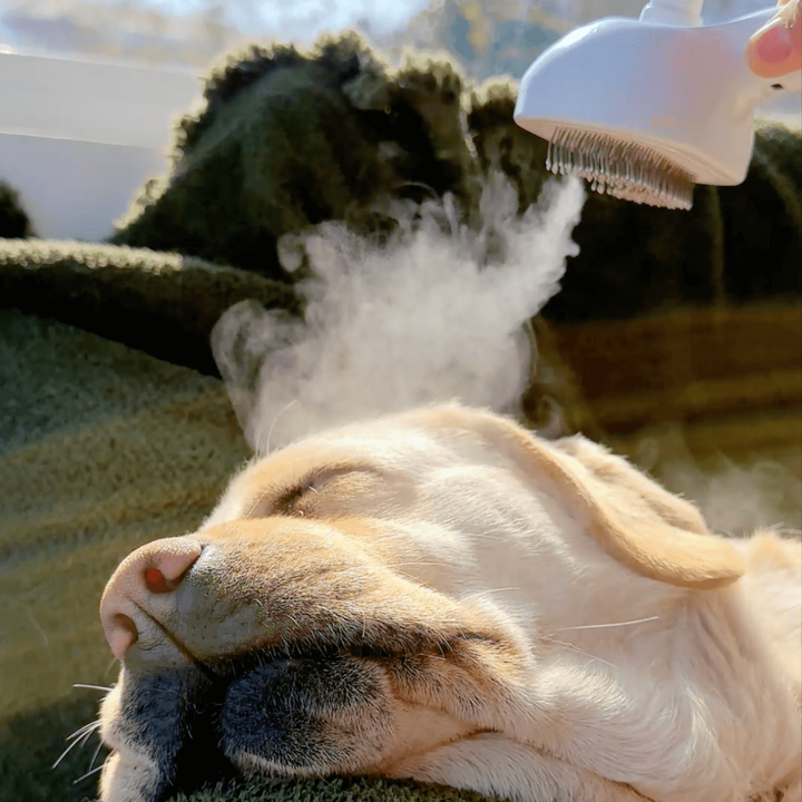 Brosse à vapeur BrushPaw pour chiens