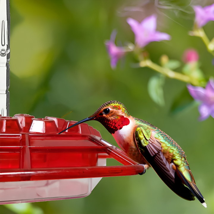 Alimentation Colibri Anti-fourmis
